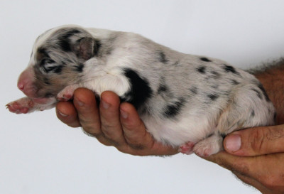Male bleu merle 4