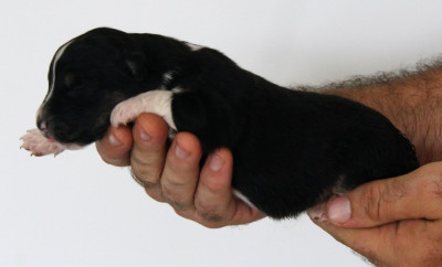 Femelle noir tricolore 1