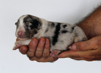 Femelle bleu merle
