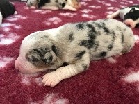 Male bleu merle QL
