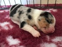 Femelle bleu merle NBT 