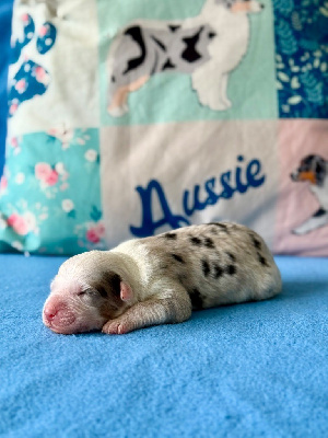 Femelle bleu merle