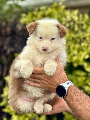 Auny de la Colombe Béarnaise