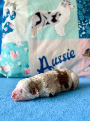 Femelle rouge merle