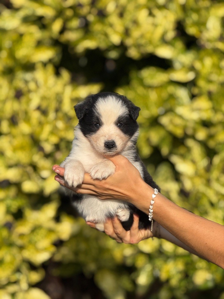 De La Colombe Béarnaise - Chiots disponibles - Berger Australien