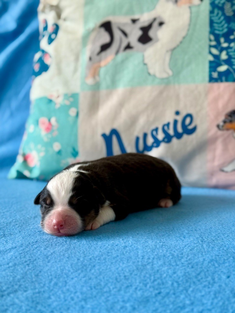 De La Colombe Béarnaise - Chiots disponibles - Berger Australien
