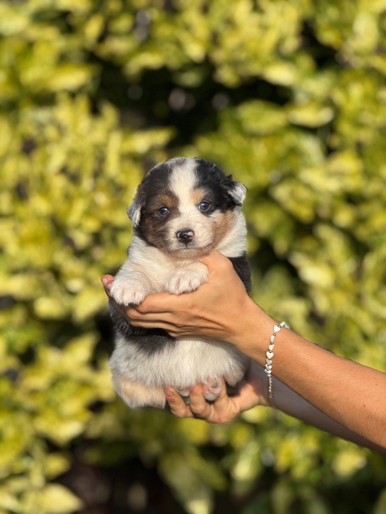 De La Colombe Béarnaise - Chiots disponibles - Berger Australien