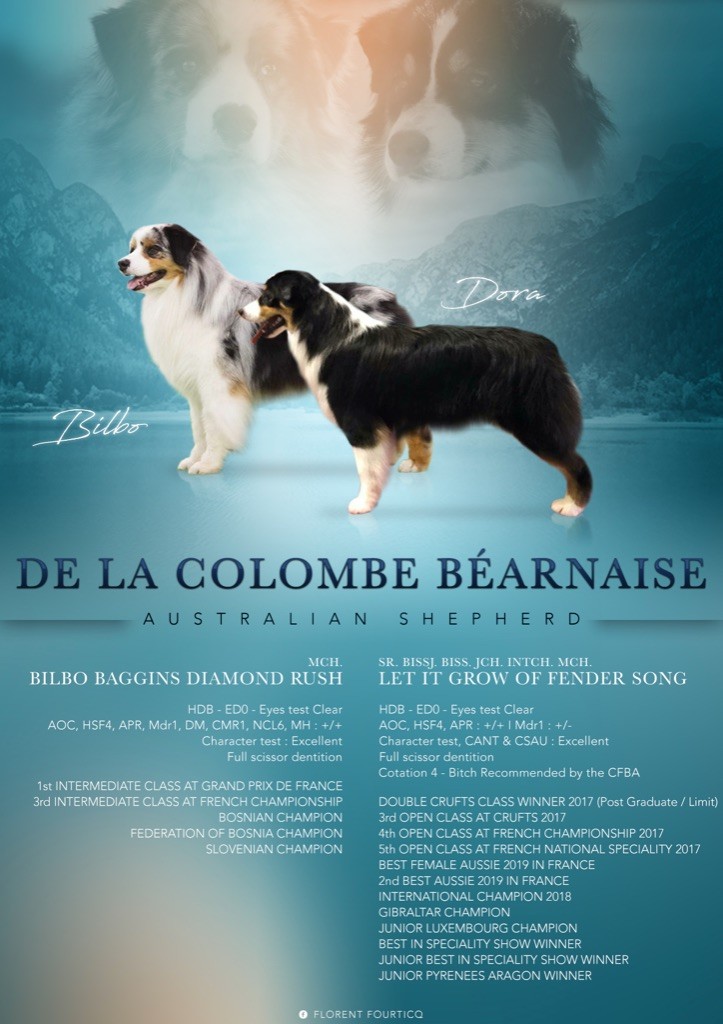 De La Colombe Béarnaise - Berger Australien - Portée née le 01/06/2020
