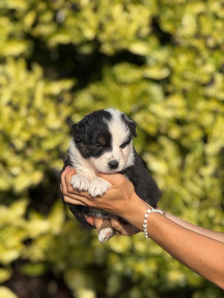 De La Colombe Béarnaise - Chiots disponibles - Berger Australien