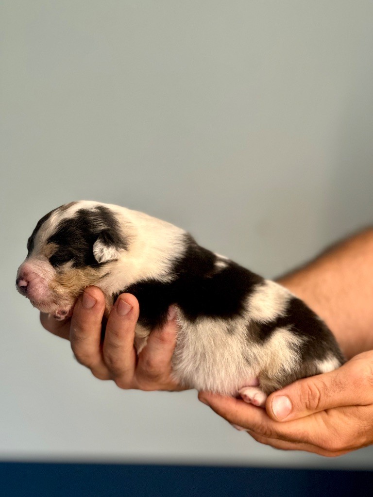 De La Colombe Béarnaise - Chiots disponibles - Berger Australien