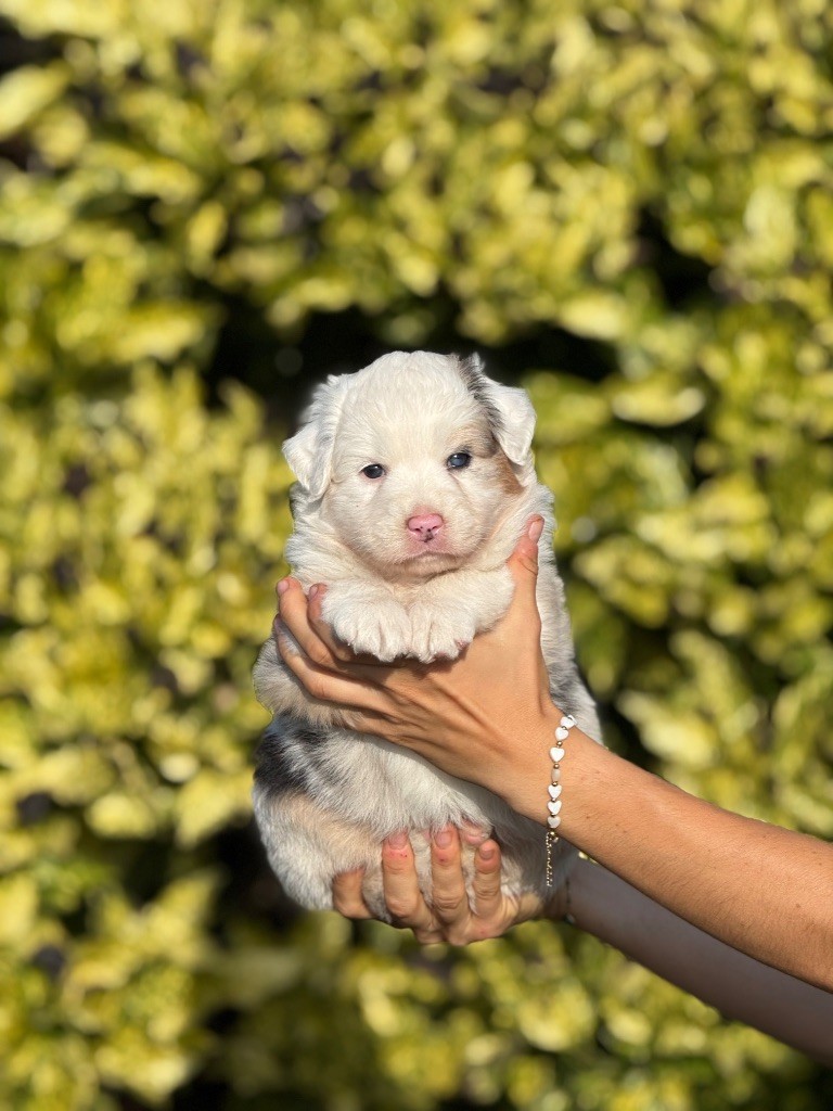 De La Colombe Béarnaise - Chiots disponibles - Berger Australien