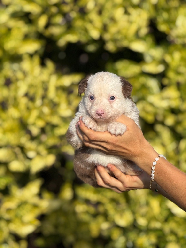 De La Colombe Béarnaise - Chiots disponibles - Berger Australien