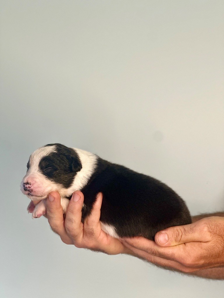 De La Colombe Béarnaise - Chiots disponibles - Berger Australien