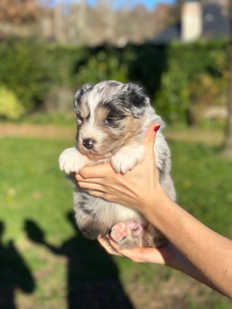 De La Colombe Béarnaise - Berger Australien - Portée née le 20/11/2023