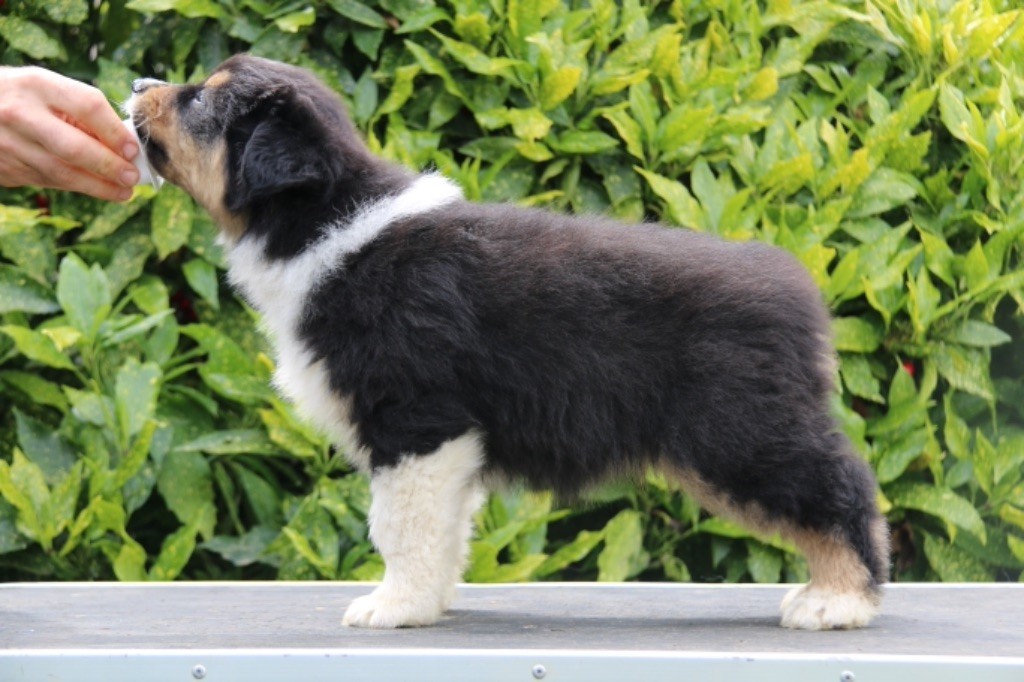 De La Colombe Béarnaise - Berger Australien - Portée née le 03/04/2021