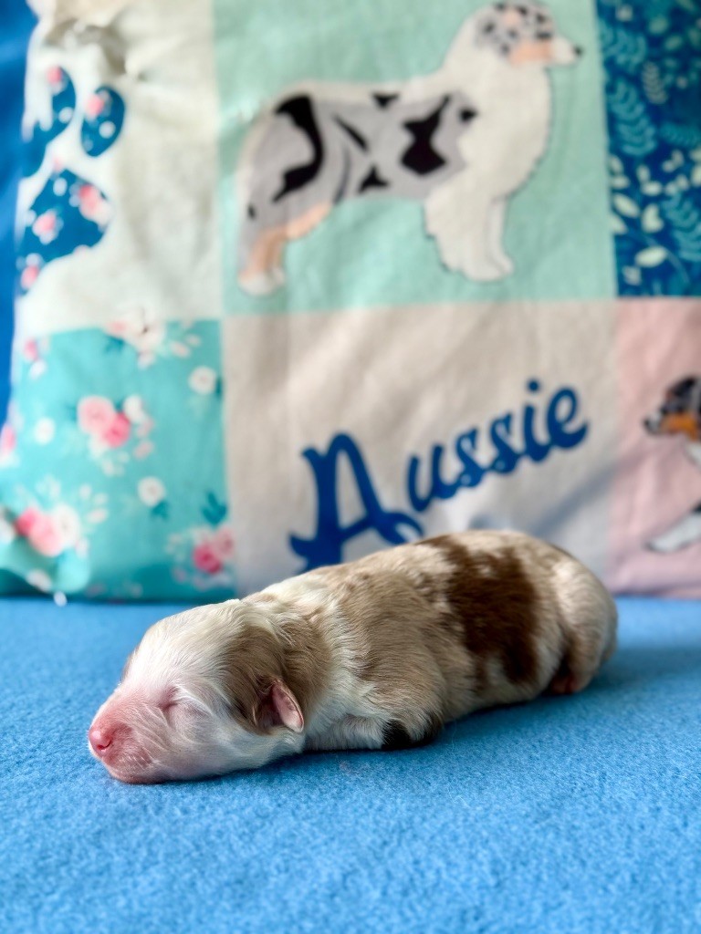 De La Colombe Béarnaise - Chiots disponibles - Berger Australien