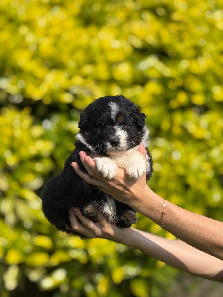 De La Colombe Béarnaise - Chiots disponibles - Berger Australien