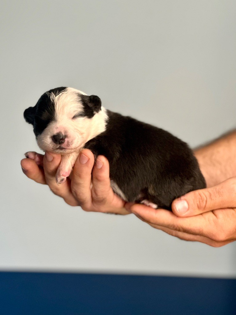 De La Colombe Béarnaise - Chiots disponibles - Berger Australien