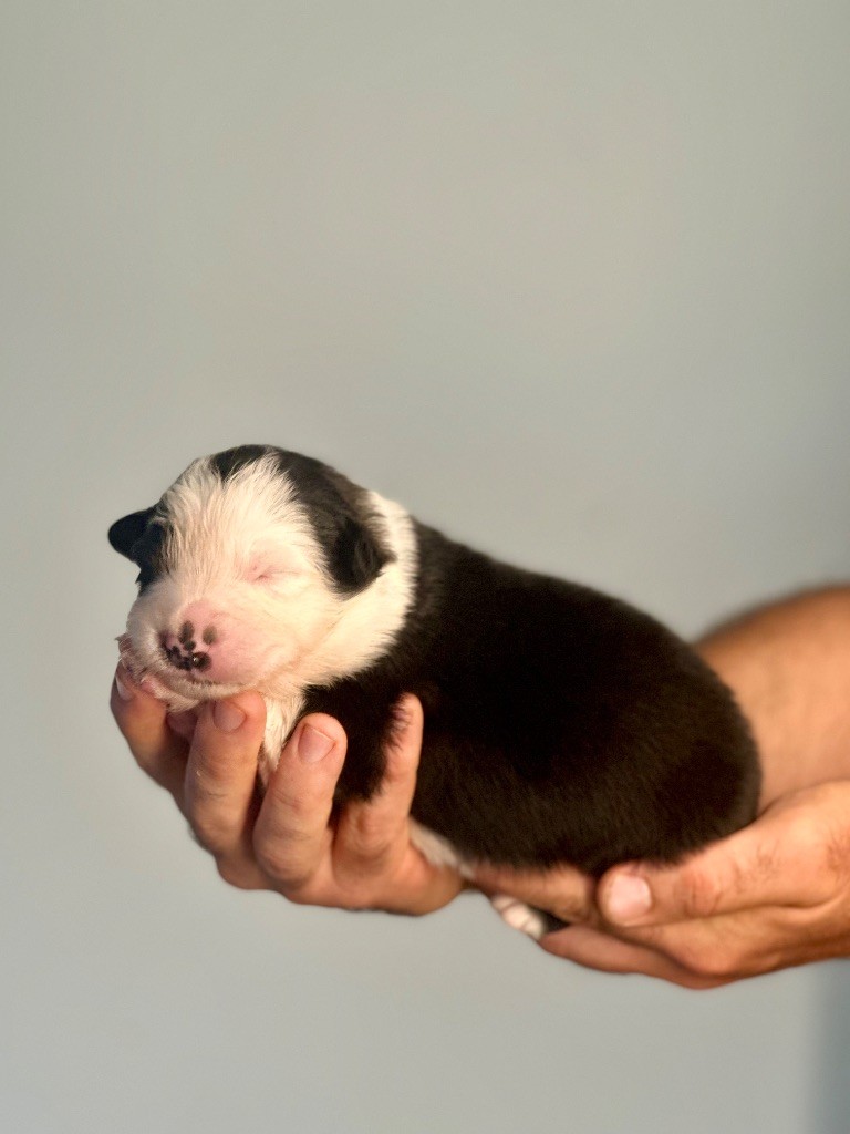De La Colombe Béarnaise - Chiots disponibles - Berger Australien